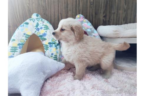 成約済の兵庫県のゴールデンレトリーバー-170067の3枚目